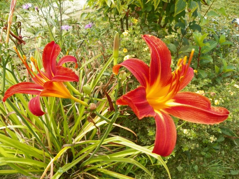 hemerocallis Crimson Pirate - Dobarland 2019 4