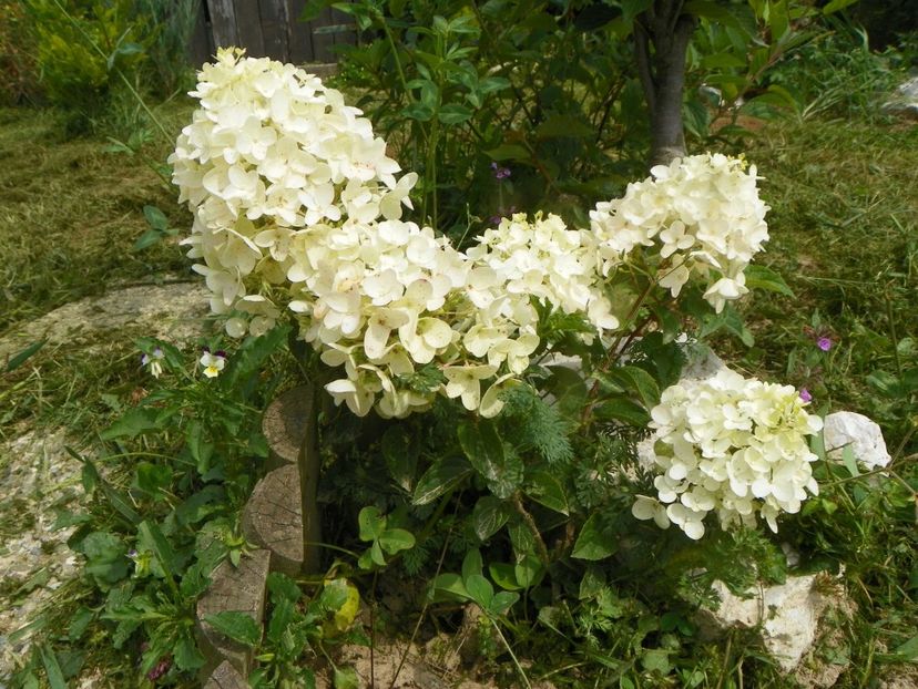 hydrangea paniculata Silver Dollar - Dobarland 2019 4