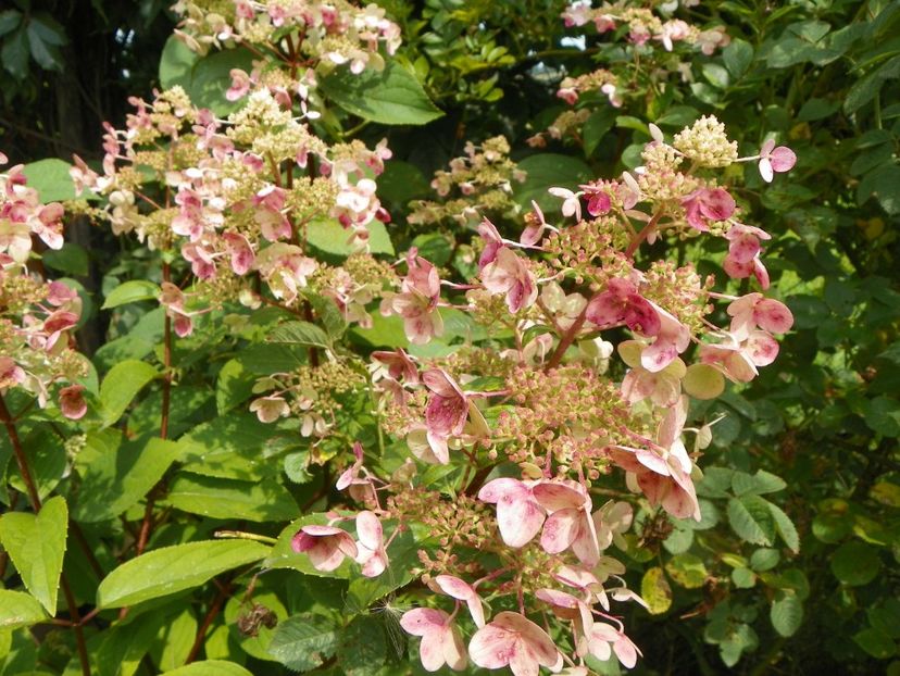 hydrangea paniculata Wims Red - Dobarland 2019 4