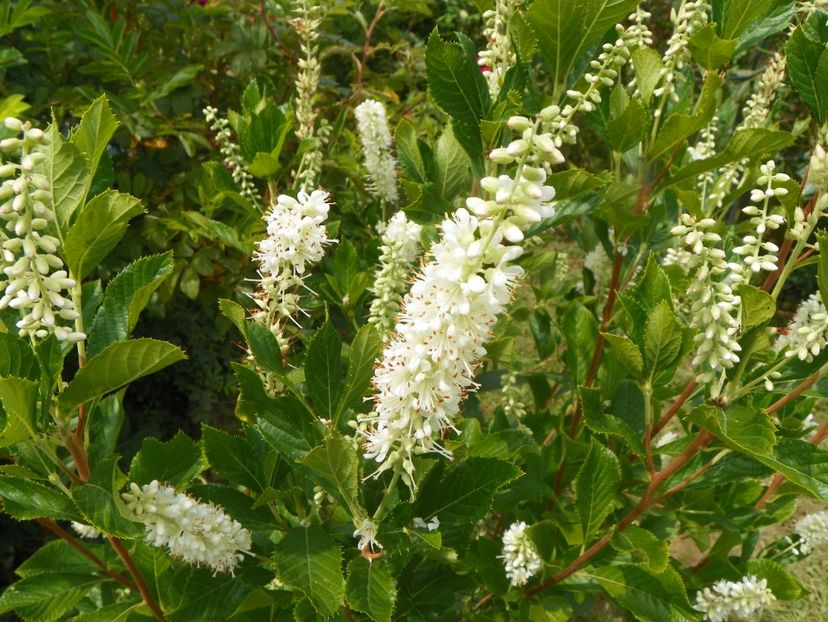 clethra anifolia - Dobarland 2019 4