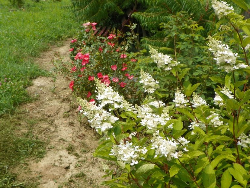 hydrangea paniculata Grandiflora si Douceur Normande - Dobarland 2019 4