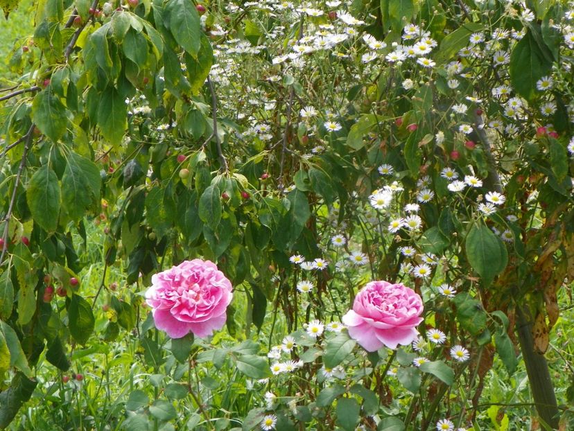 Cottage Rose si erigeron annuus - Dobarland 2019 4