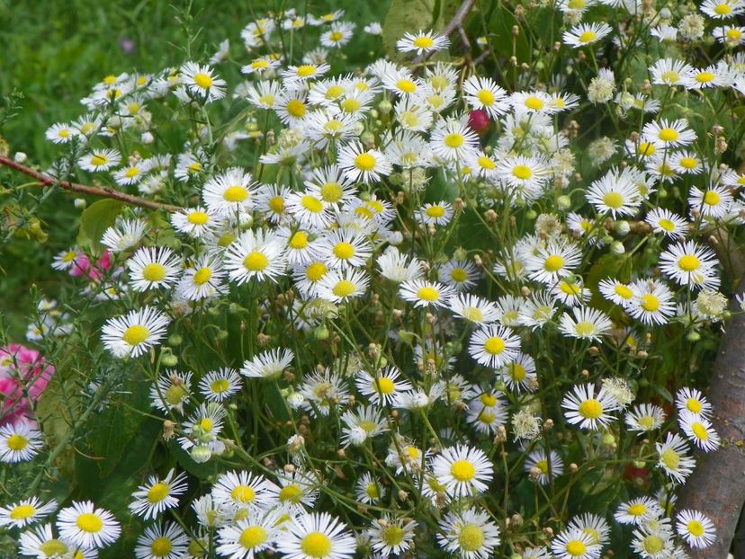 erigeron annuus - Dobarland 2019 4