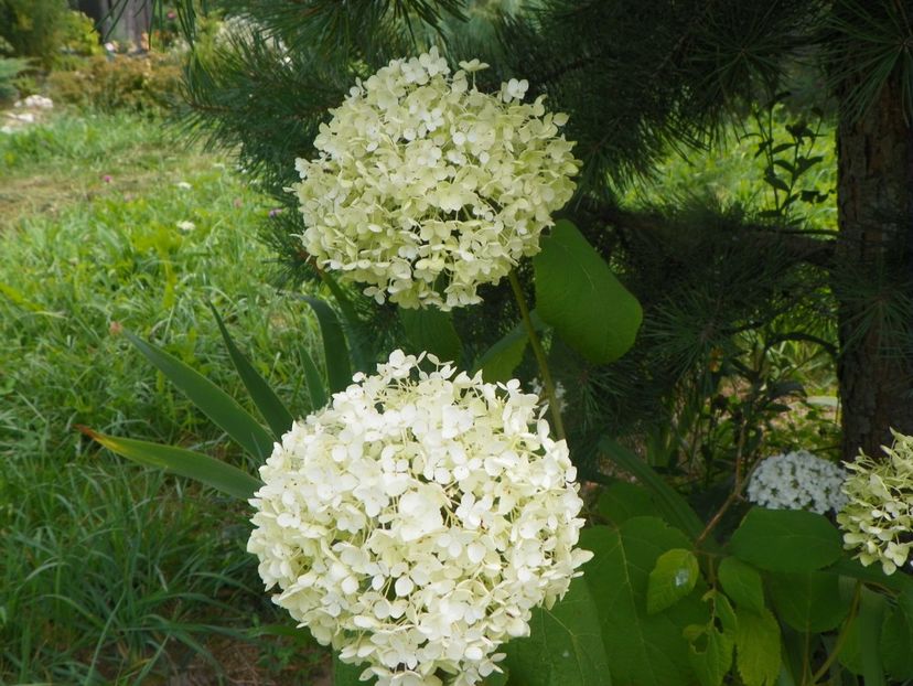 hydrangea Annabell - Dobarland 2019 4