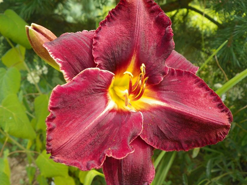hemerocallis Longfields Black Magic - Dobarland 2019 4