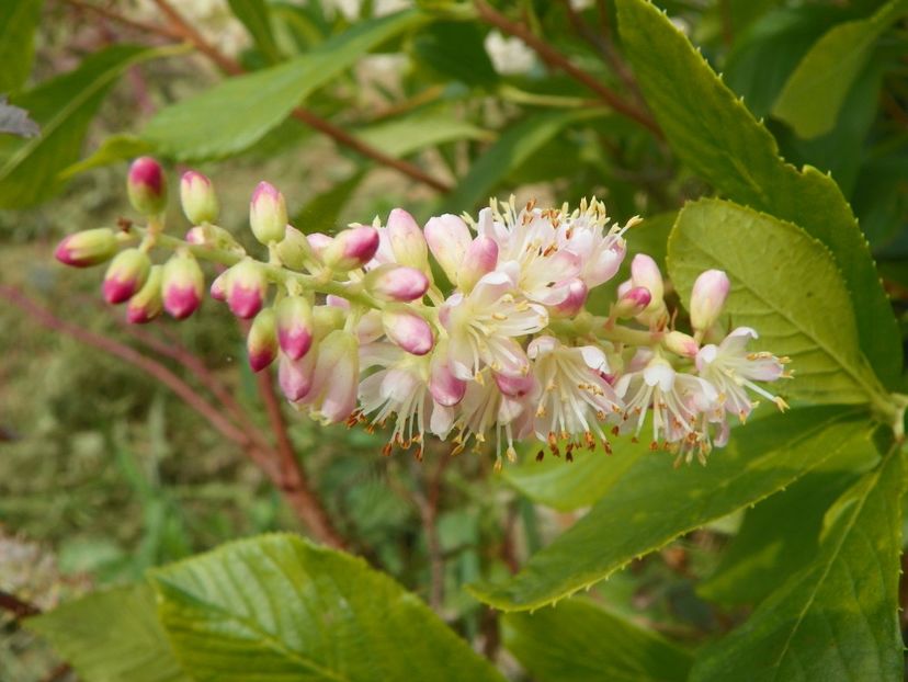 clethra alnifolia Rosea - Dobarland 2019 4