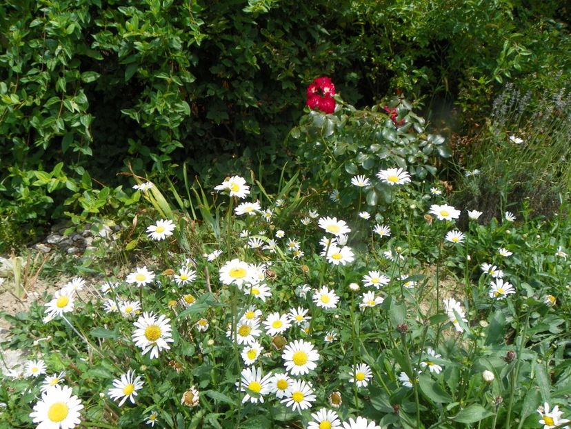 margarete - Dobarland 2019 4