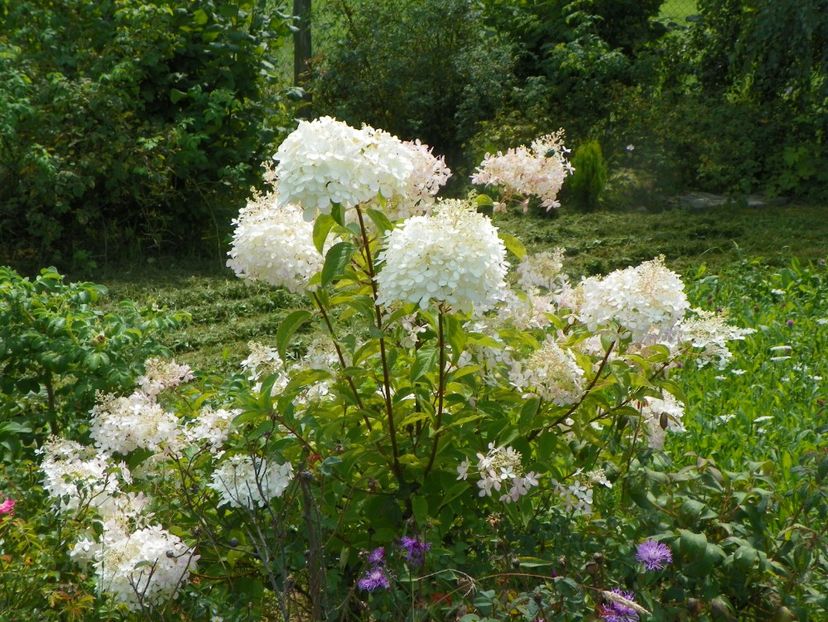 hydrangea paniculata Phantom - Dobarland 2019 4