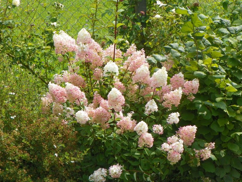 hydrangea paniculata Sundae Fraise - Dobarland 2019 4