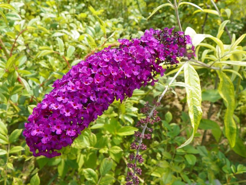 buddleja Santana - Dobarland 2019 4