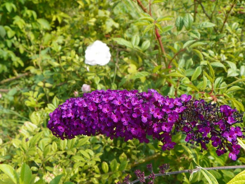 buddleja Santana - Dobarland 2019 4