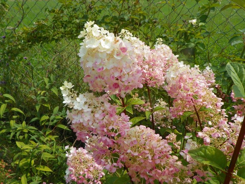 hydrangea paniculata Sundae Fraise - Dobarland 2019 4
