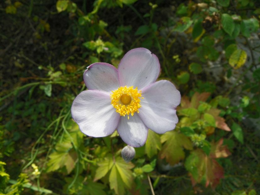 anemone hupehensis - Dobarland 2019 4