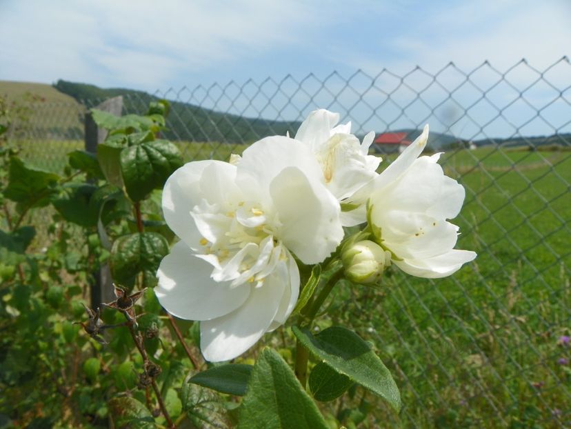 o iasomie derutata rau - Dobarland 2019 4