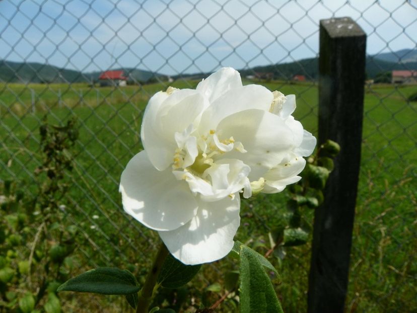 philadelphus Virginal - Dobarland 2019 4