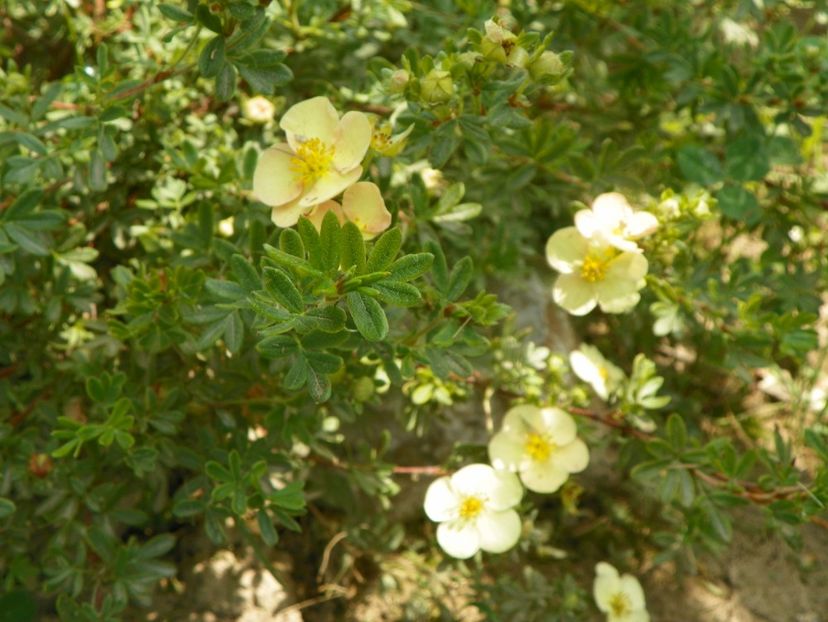potentilla Sunset - Dobarland 2019 4