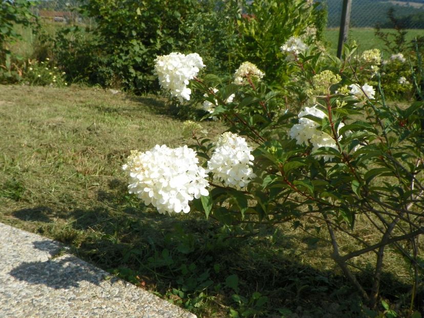 hydrangea Vanille Fraise - Dobarland 2019 4