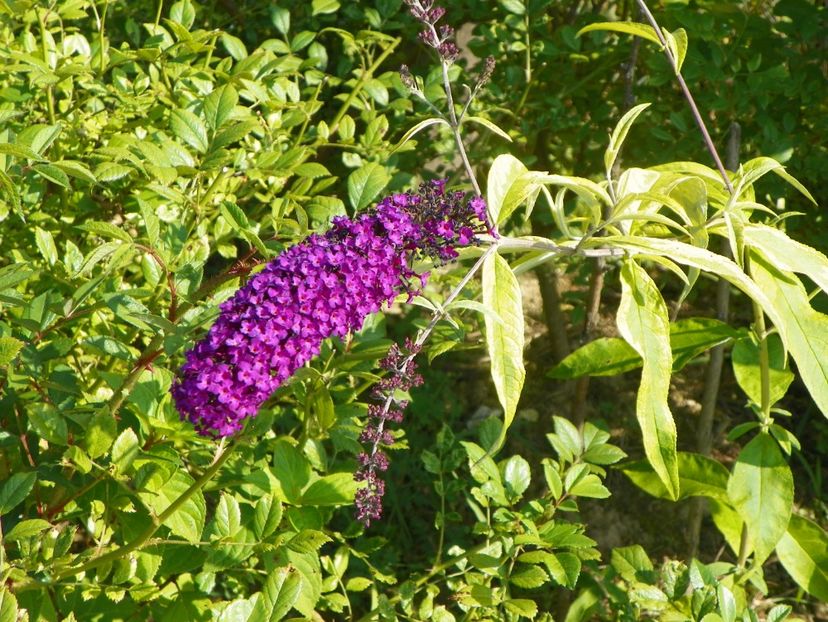 buddleja Santana - Dobarland 2019 4