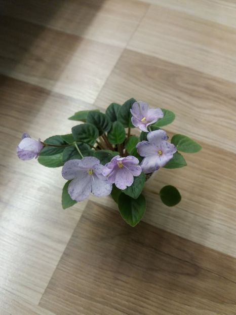  - ZZZFrosted Fantasy