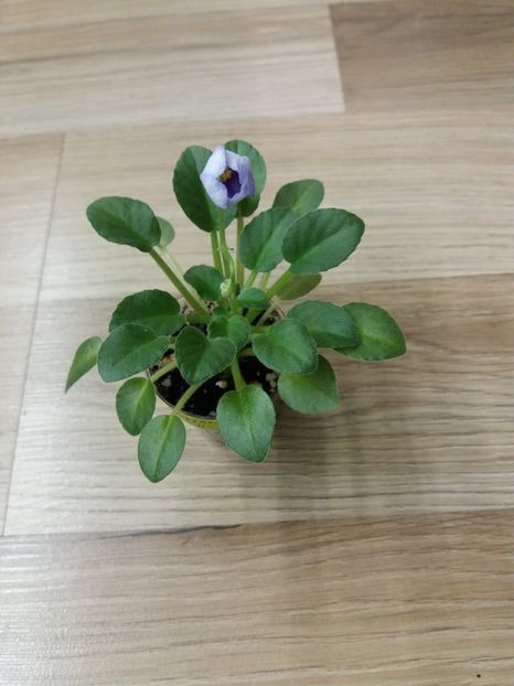  - ZZZHoneymoon Trail