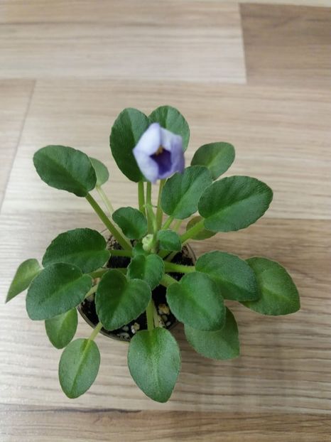  - ZZZHoneymoon Trail