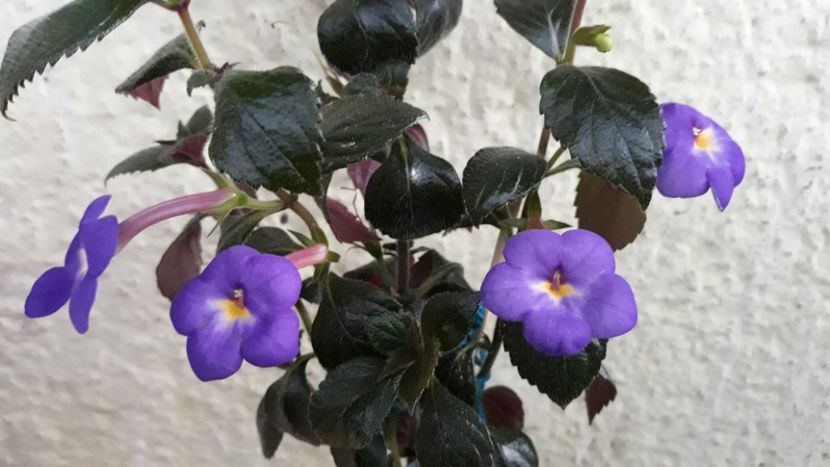  - R21 - RF s Shascha Kronick