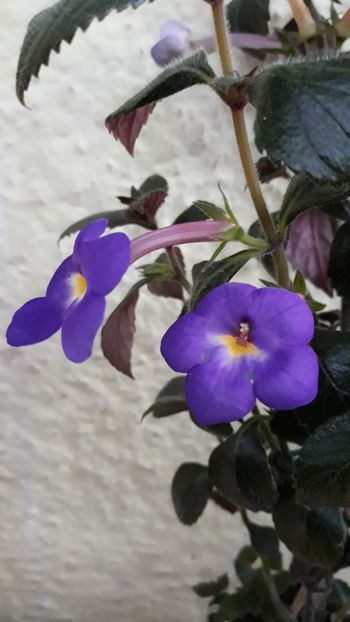  - R21 - RF s Shascha Kronick