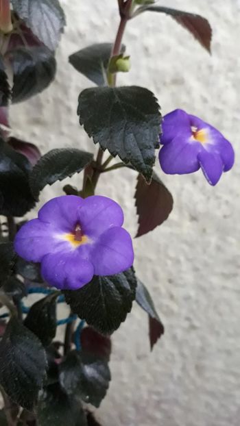  - R21 - RF s Shascha Kronick