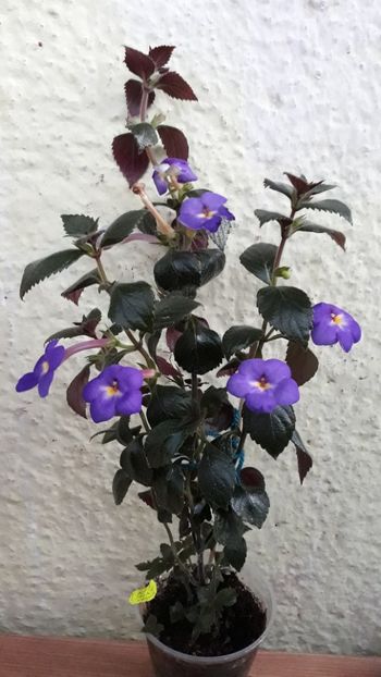  - R21 - RF s Shascha Kronick