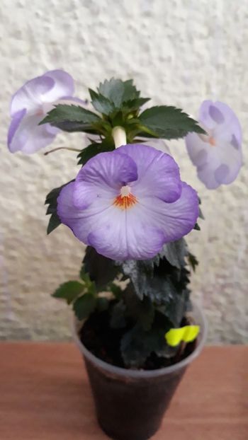  - R20 - Fontaine Bleue