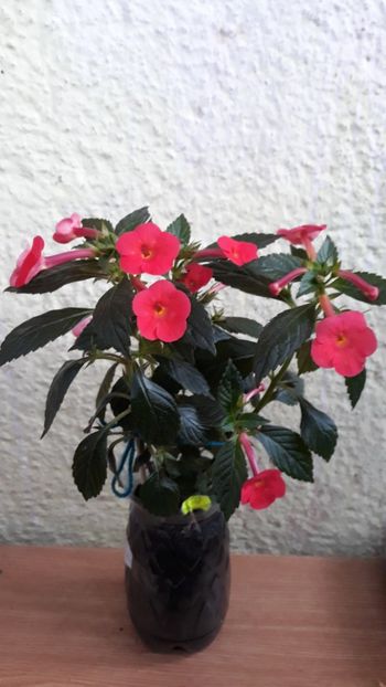  - R19 - Orange Delight