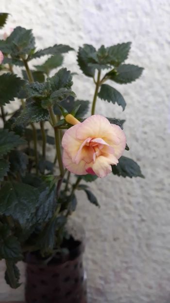  - 001 2021 - Limoncello