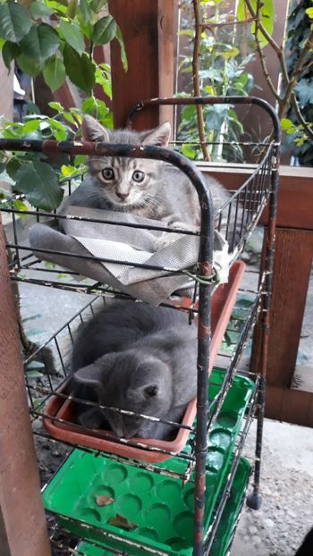  - Iubiri mici!