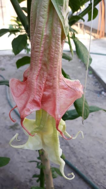  - Brugmansii!