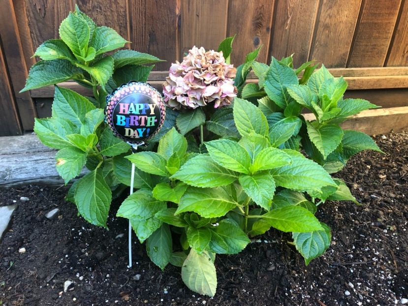 hortensie de ziua ei - CANADA august 2019