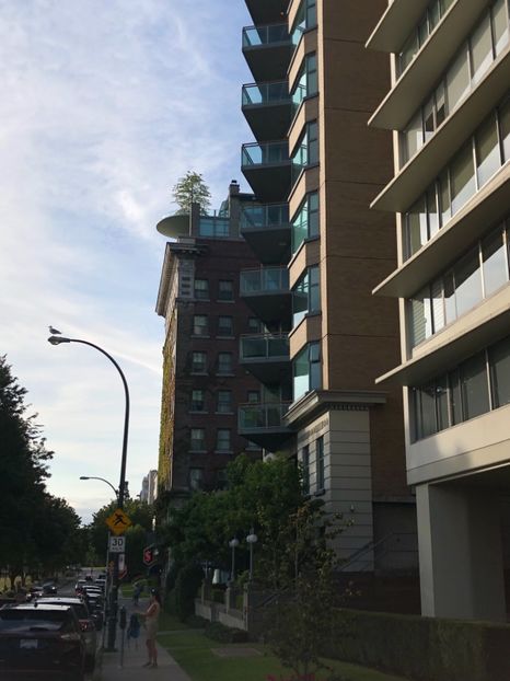 Copac pe terasa . Vancouver - CANADA august 2019