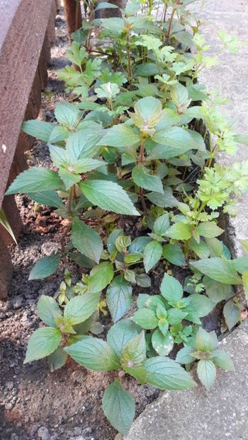 Se inteleg bine cu partunjelul - Achi mamei