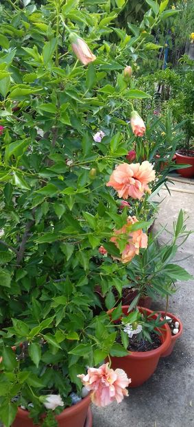 20190806_145414-1 - 4-Trandafiri japonezi 2019