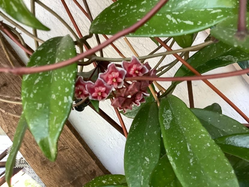  - Pubicalyx Pink Silver