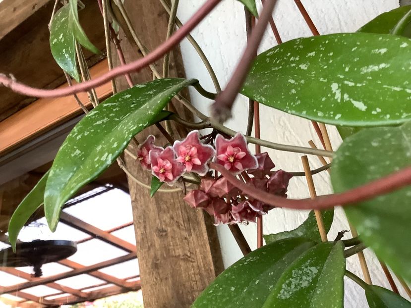  - Pubicalyx Pink Silver