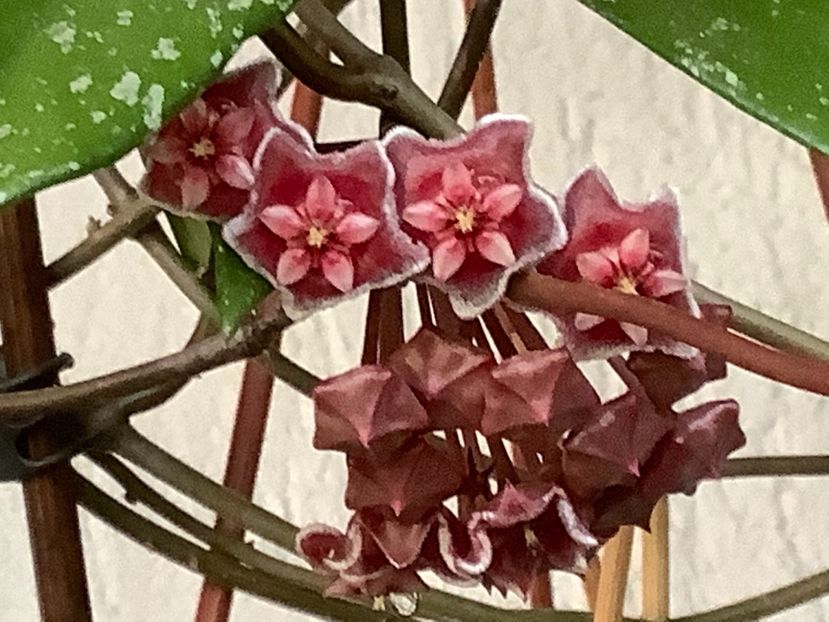  - Pubicalyx Pink Silver