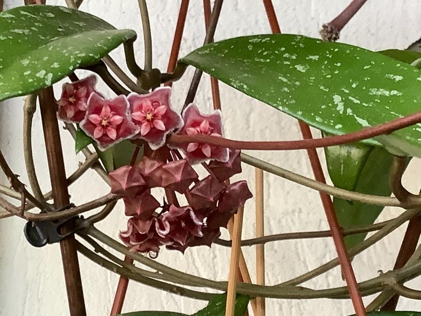  - Pubicalyx Pink Silver