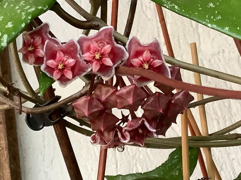  - Pubicalyx Pink Silver