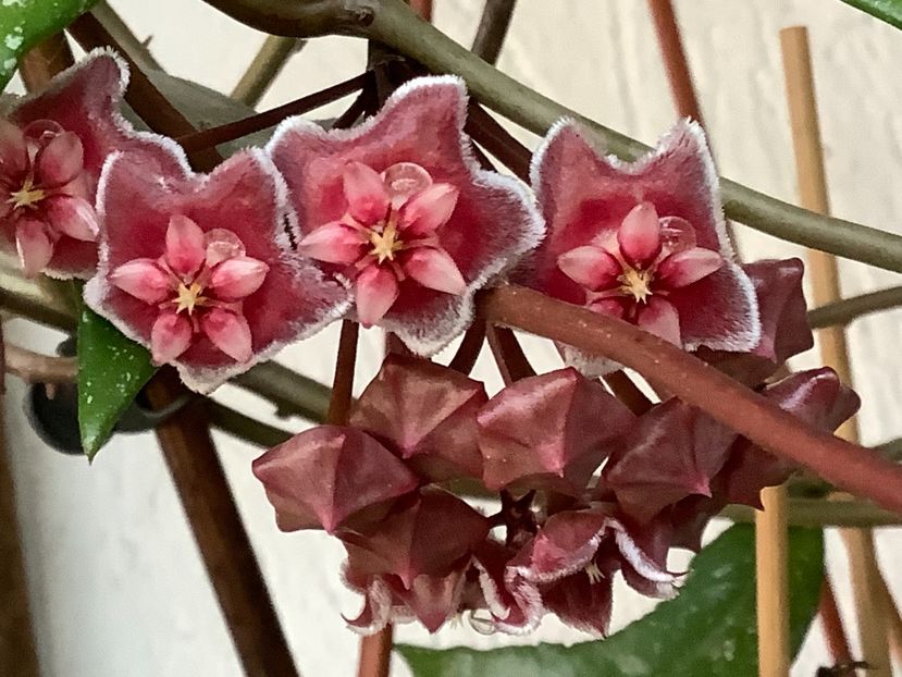  - Pubicalyx Pink Silver