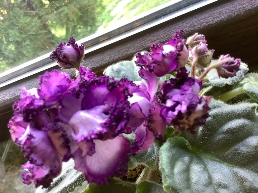 1403B1E5-4A71-45F6-926B-F61F8919135A - Midnight Twist sport