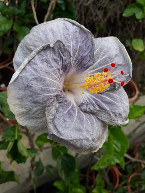  - 1- HIBISCUS 2019