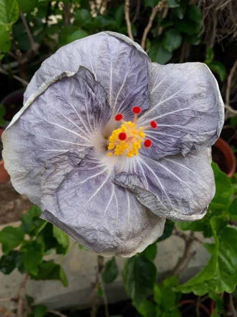  - 1- HIBISCUS 2019