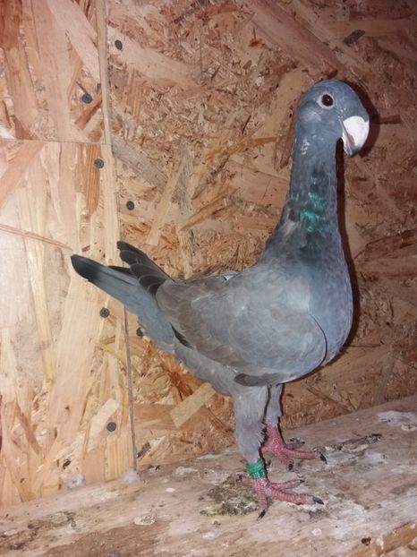  - Voiajor German PUII 2019