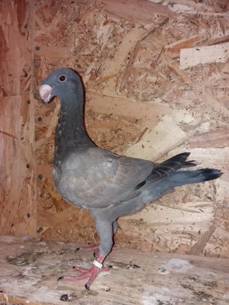  - Voiajor German PUII 2019