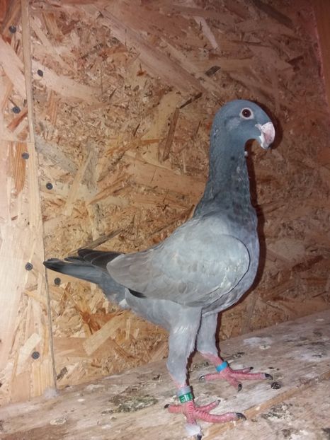  - Voiajor German PUII 2019